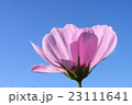 コスモスの横顔 23111641