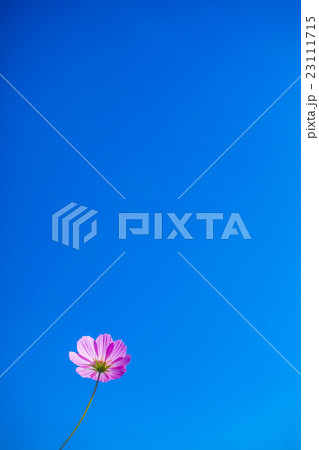 青空とコスモス 23111715