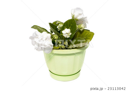 Indoor flower on a white background 23113042