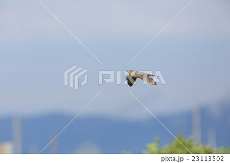 カッコウ 23113502