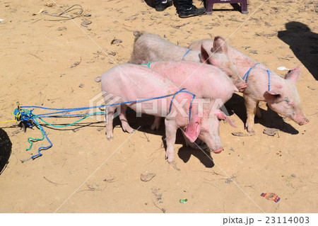 グアテマラの家畜市場 23114003