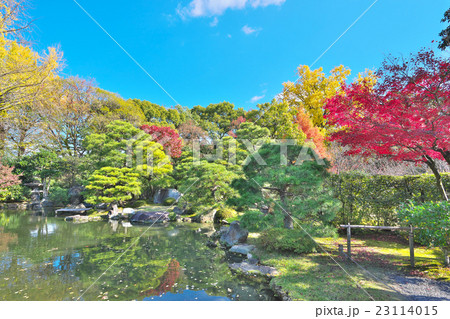 枳殻邸のモミジ 枳殻邸のモミジ 23114015