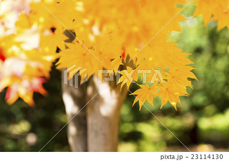 明るい紅葉（黄色の葉） 23114130