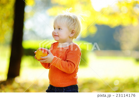 Toddler boy eating fresh bio pear Toddler boy eating fresh bio pear 23114176