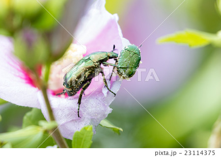 シロテンハナムグリ シロテンハナムグリ 23114375