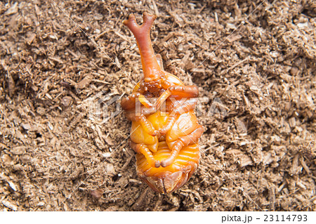 カブトムシの蛹 オス の写真素材