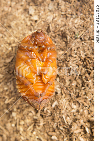 カブトムシの蛹 メス の写真素材