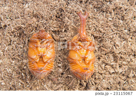 カブトムシの蛹 オスとメス の写真素材