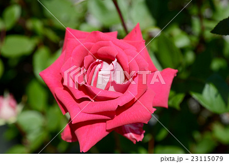 赤いバラ 赤いバラ 23115079