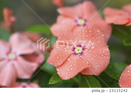 水滴のついた日々草 水滴のついた日々草 23115242