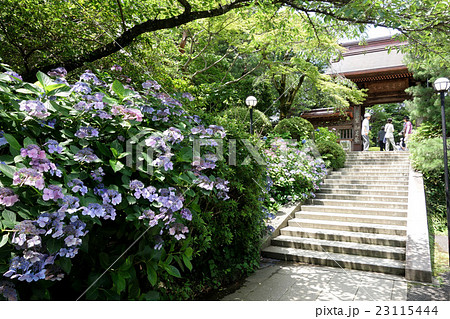 高幡不動尊(山門) 高幡不動尊(山門) 23115444