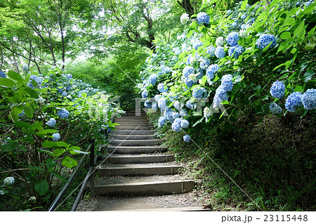 高幡不動尊(四季のみち) 高幡不動尊(四季のみち) 23115448