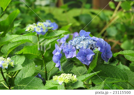 紫陽花の季節 23115500