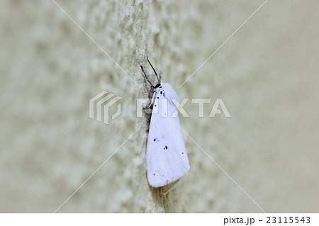 キハラゴマダラヒトリ05 キハラゴマダラヒトリ05 23115543