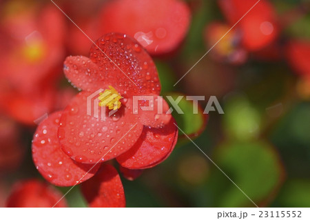 ベゴニア・センパフローレンス ベゴニア・センパフローレンス 23115552