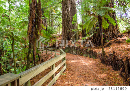 Redwood Grove in Hamurana Springs, Rotorua. Redwood Grove in Hamurana Springs, Rotorua. 23115699