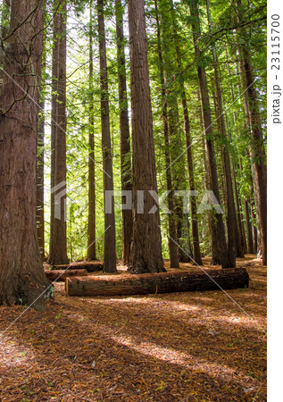 Redwood Grove in Hamurana Springs, Rotorua. 23115700