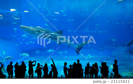 Okinawa Churaumi Aquarium 23115831