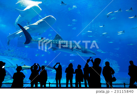 People observing fish at the aquarium 23115840
