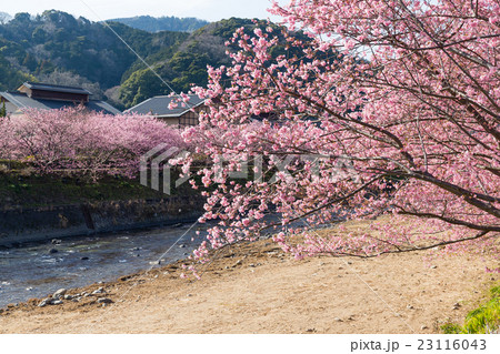 Sakura tree 23116043