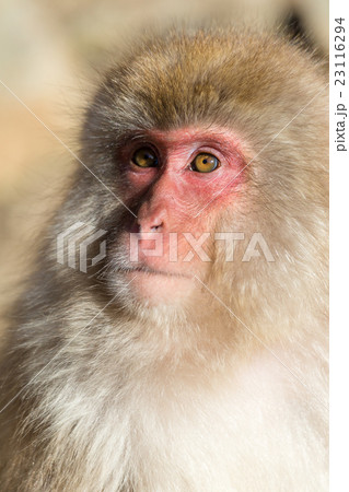 Monkey portrait 23116294