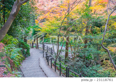 Way in forest . Way in forest . 23118761