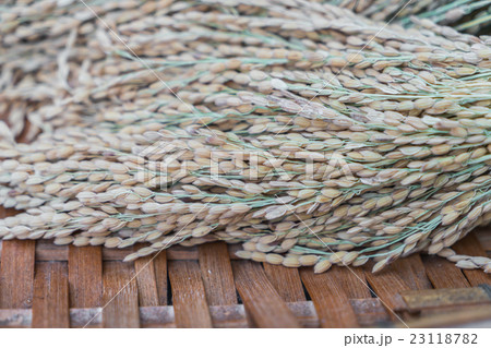 Close-up of rice grain . Close-up of rice grain . 23118782