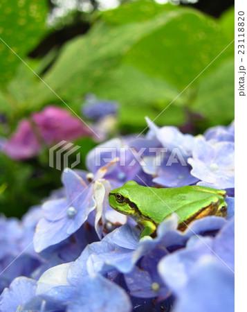 紫陽花に雨蛙 紫陽花に雨蛙 23118820