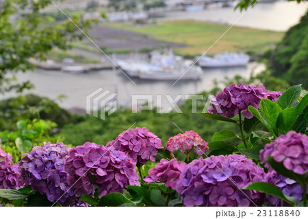 あじさい咲く下田公園、港町下田 23118840