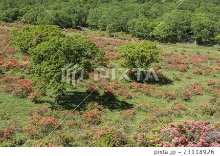 赤城山白樺牧場のレンゲツツジと木立 23118926