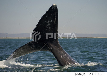 コククジラ コククジラ 23119058