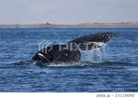 コククジラ 23119060