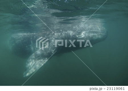 コククジラ コククジラ 23119061