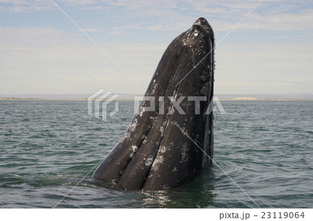 コククジラ 23119064