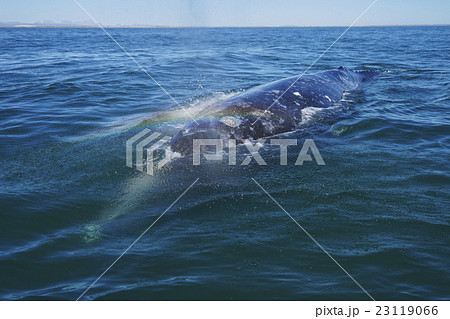 コククジラ 23119066