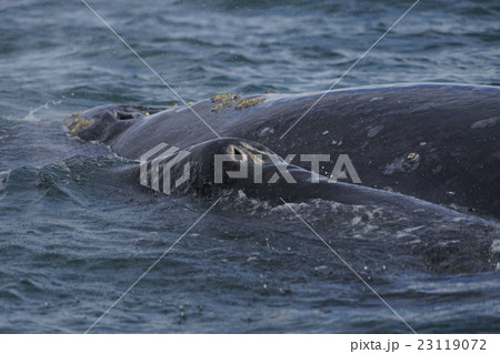 コククジラ 23119072