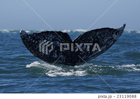 コククジラ 23119088