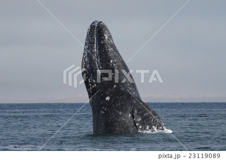 コククジラ コククジラ 23119089