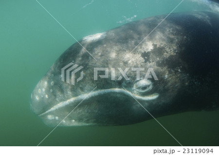 コククジラ 23119094