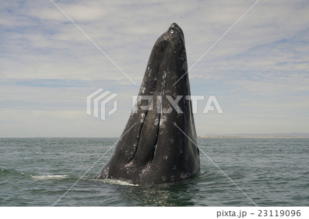 コククジラ コククジラ 23119096