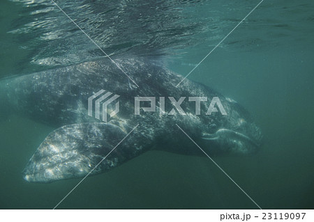 コククジラ 23119097