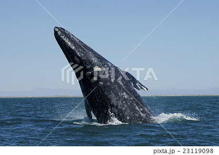 コククジラ 23119098