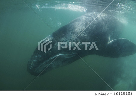 コククジラ 23119103