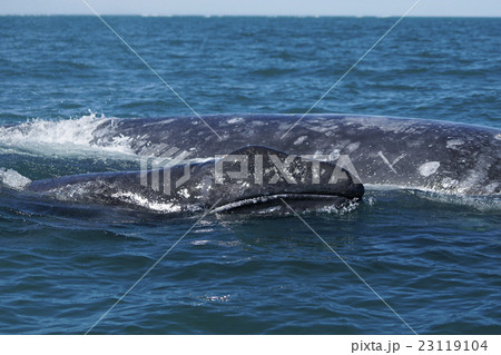 コククジラ 23119104