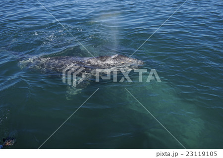 コククジラ コククジラ 23119105