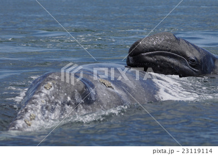 コククジラ コククジラ 23119114