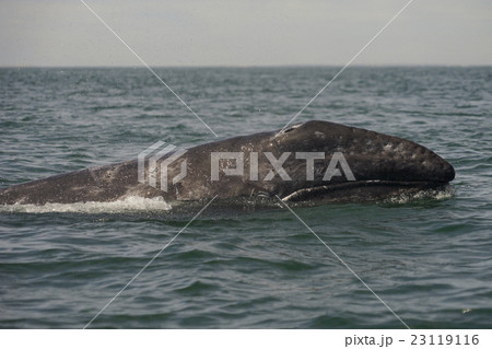 コククジラ 23119116