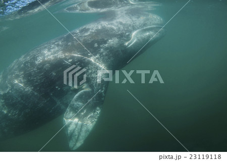 コククジラ 23119118