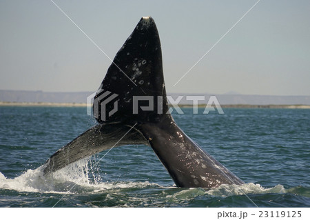 コククジラ 23119125