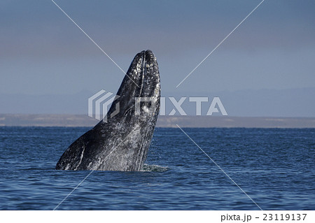 コククジラ 23119137